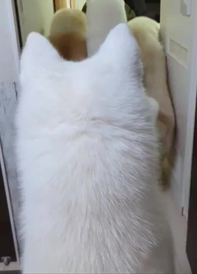 白いワンコの後頭部