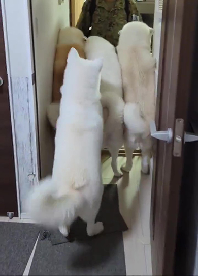 白いワンコが前のワンコたちに向かう