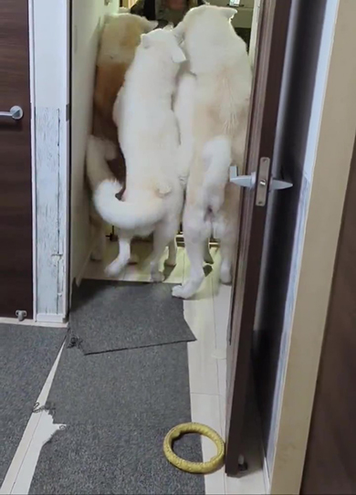 4匹で立ち上がってわちゃわちゃ