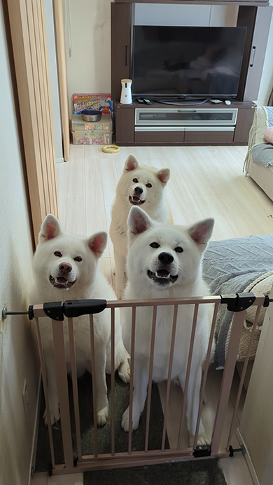 首をかしげる3匹の秋田犬