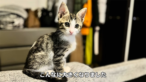 こんなに大きく