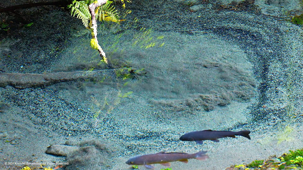 静岡 柿田川湧水群 日本三大清流 湧水