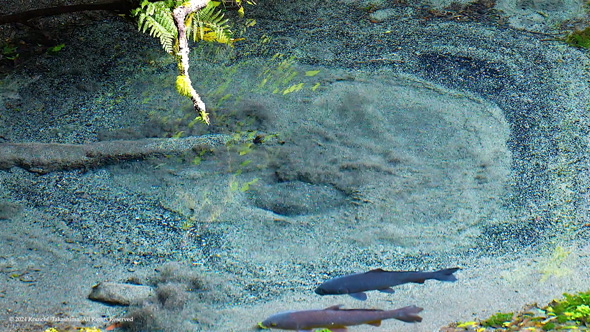 静岡 柿田川湧水群 日本三大清流 湧水