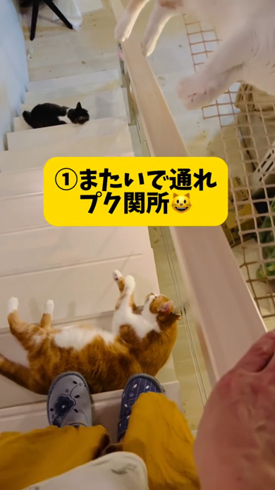 我が家 階段 関所 猫 通せんぼ なでなで 要求 多頭飼い