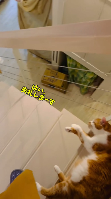 我が家 階段 関所 猫 通せんぼ なでなで 要求 多頭飼い