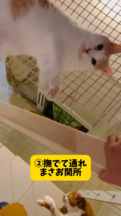 我が家 階段 関所 猫 通せんぼ なでなで 要求 多頭飼い