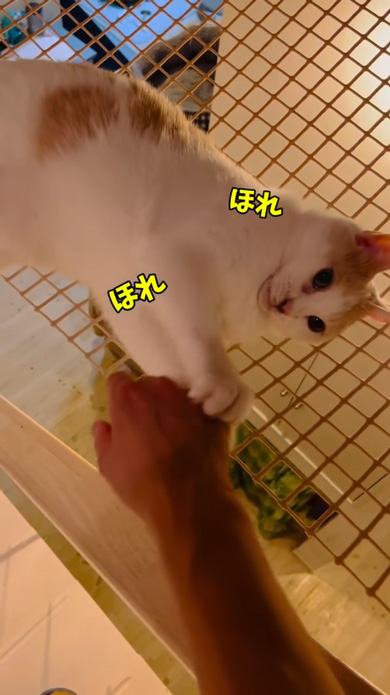 我が家 階段 関所 猫 通せんぼ なでなで 要求 多頭飼い