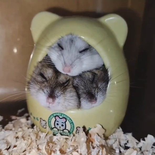 ハウスでくっついて眠る3匹のハムスター