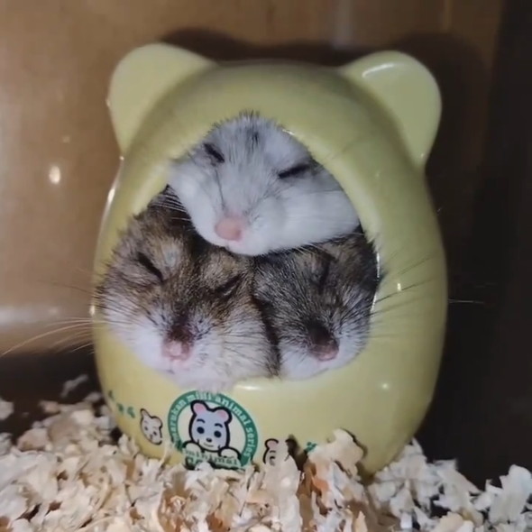 ハウスでくっついて眠る3匹のハムスター