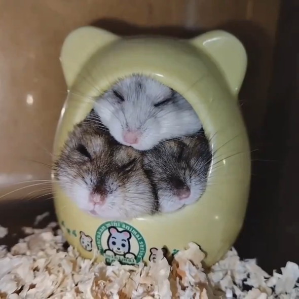 ハウスでくっついて眠る3匹のハムスター