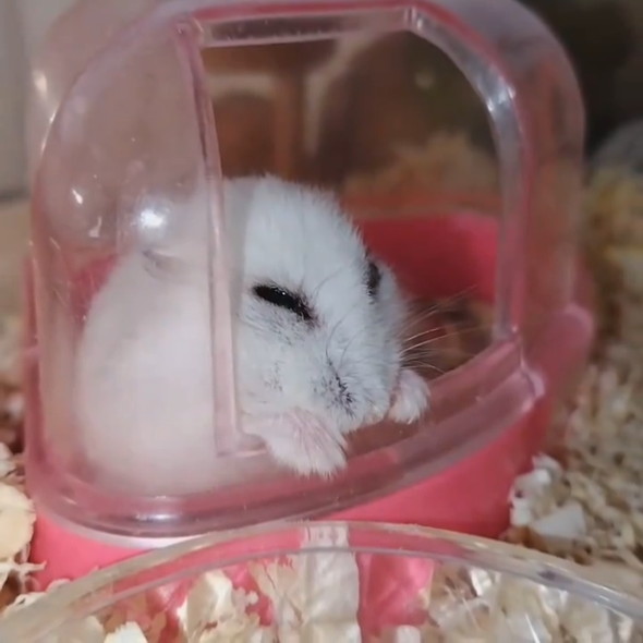 ぼんやりしている白いハムスター