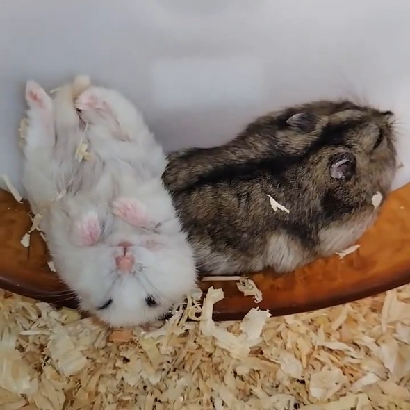 ひっくり返って寝ているハムスターたち