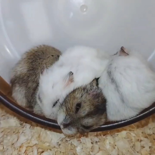 くっついて寝ているハムスターたち