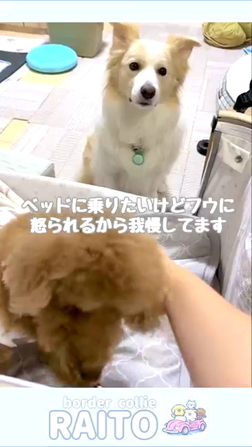 ボーダーコリー