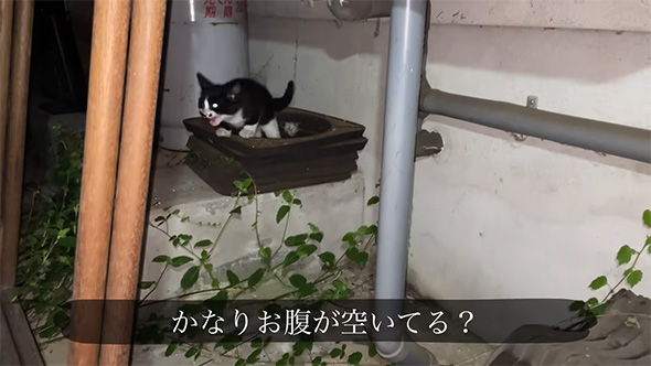 鳴く子猫