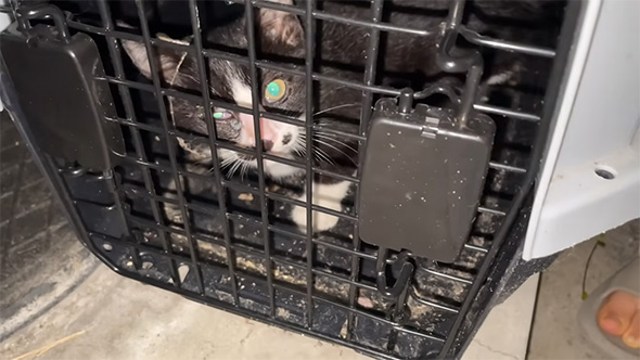 キャリーの中の子猫