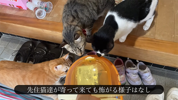 先住猫たちが寄ってきても