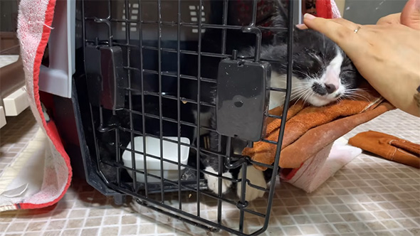 なでられる子猫