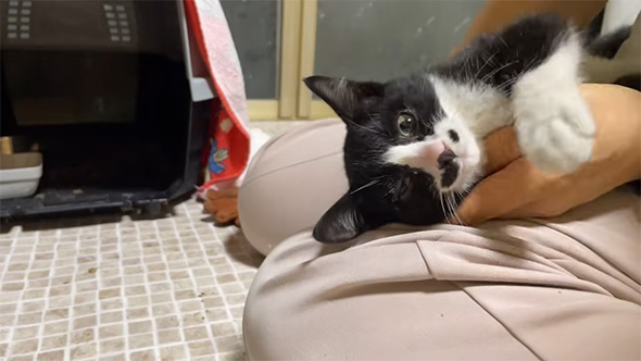 ひざの上の子猫