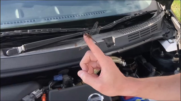 男性の指に止まるトンボ