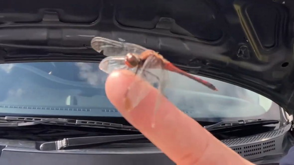 男性の指に止まるトンボ