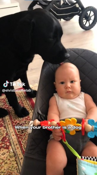 赤ちゃんの頭をなめる黒い大きな犬