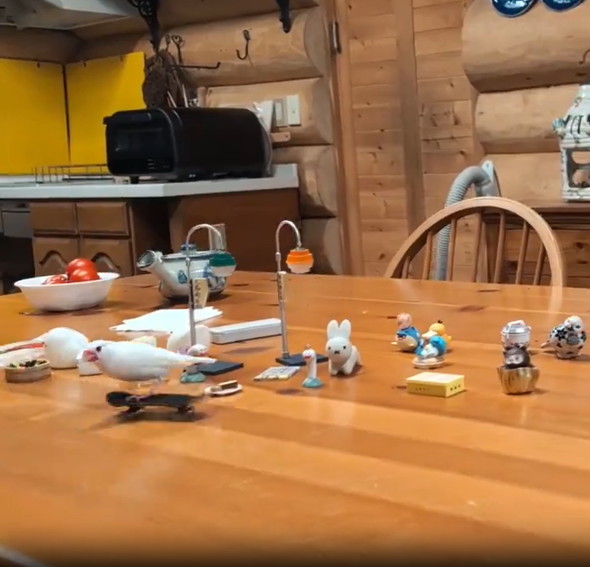 スケボーに乗る文鳥