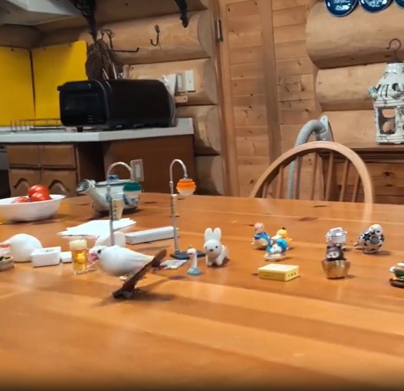 スケボーに乗る文鳥