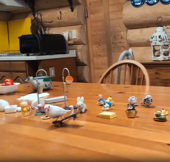 スケボーに乗る文鳥