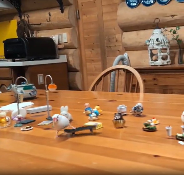 スケボーに乗る文鳥