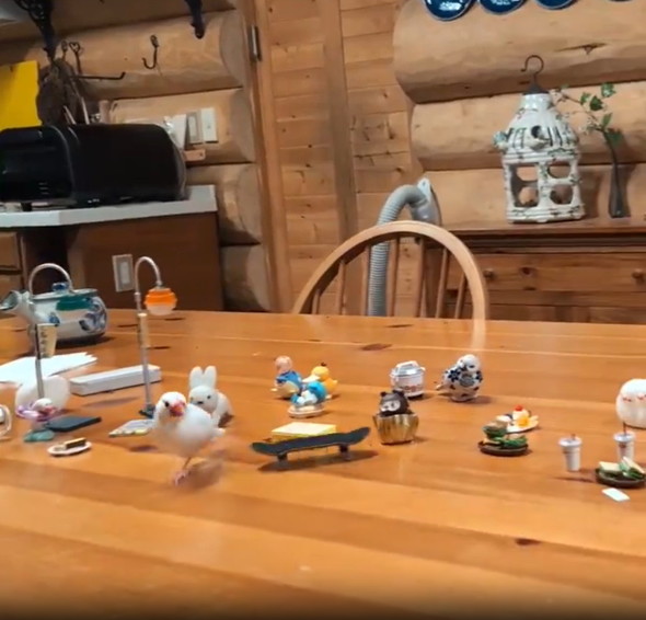 スケボーに乗る文鳥