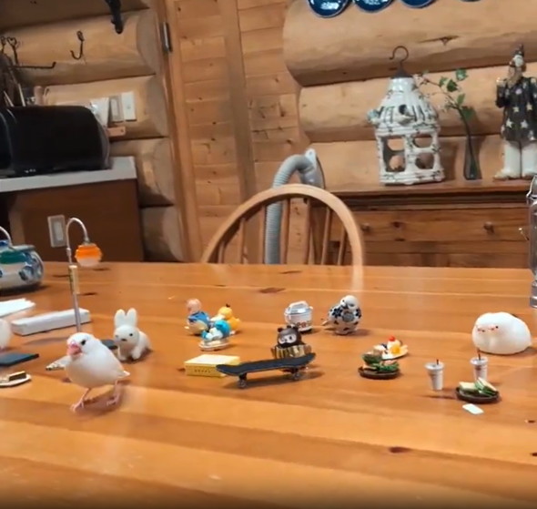 スケボーに乗る文鳥