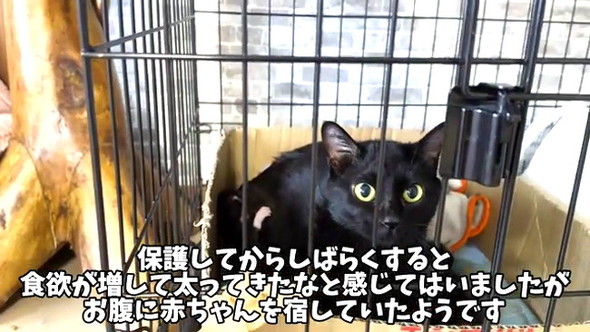 黒猫