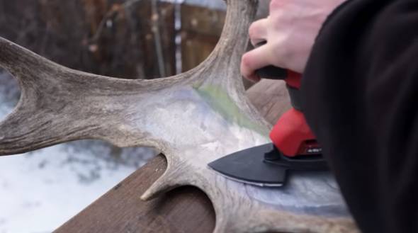 ヘラジカの角に絵を描く