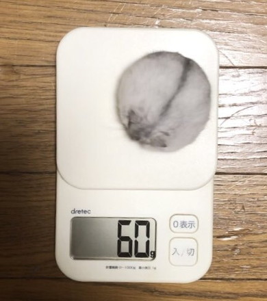 体重測定中のハムスター