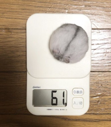 体重測定中のハムスター