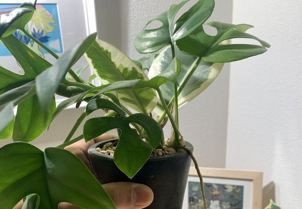 不正アクセスされた温湿度計