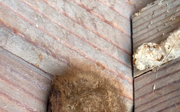 タワシみたいなコウモリ