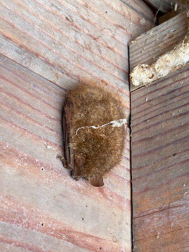 タワシみたいなコウモリ