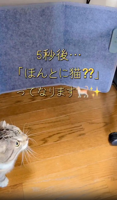 イスにのぼれない猫ちゃん