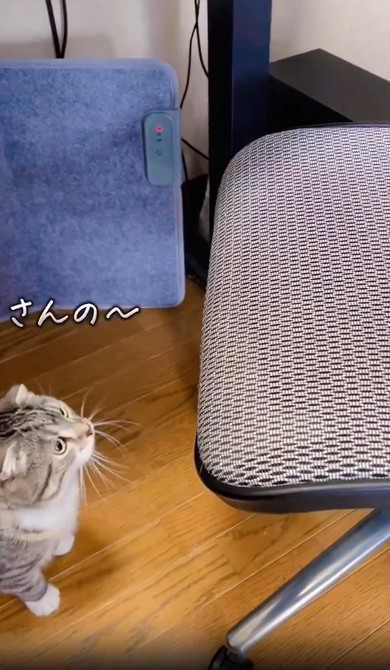 イスにのぼれない猫ちゃん