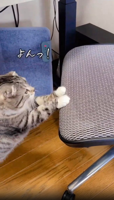 イスにのぼれない猫ちゃん