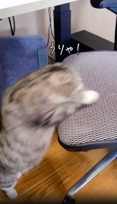 イスにのぼれない猫ちゃん