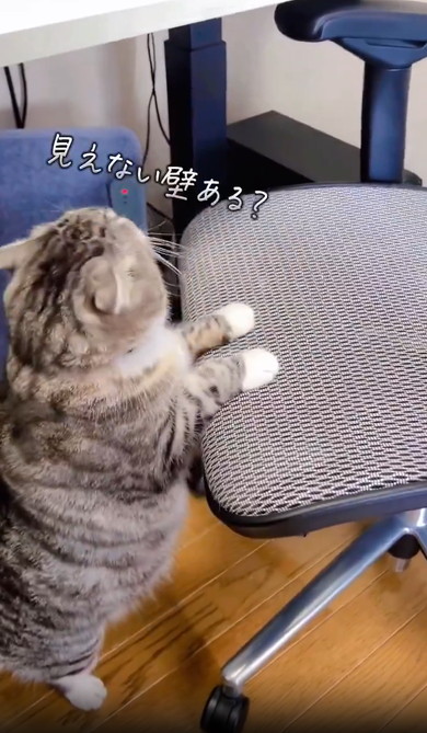 イスにのぼれない猫ちゃん