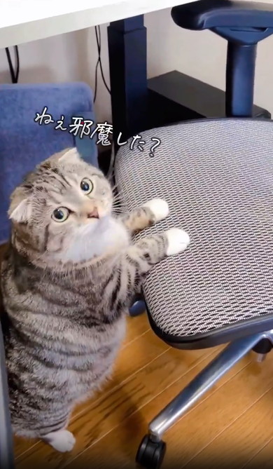 イスにのぼれない猫ちゃん