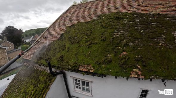 除去されていく苔
