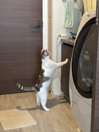 物が気になるニャンコ