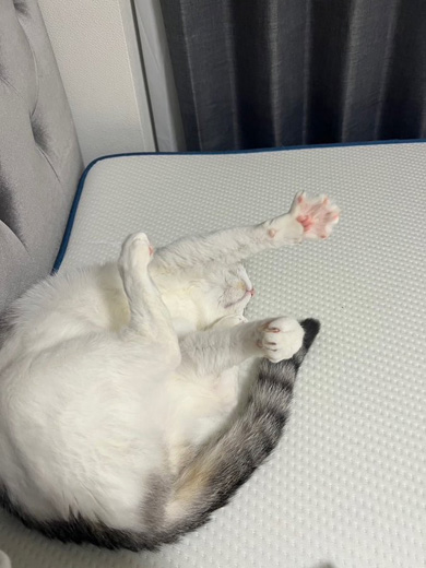 おなかを見せるニャンコ