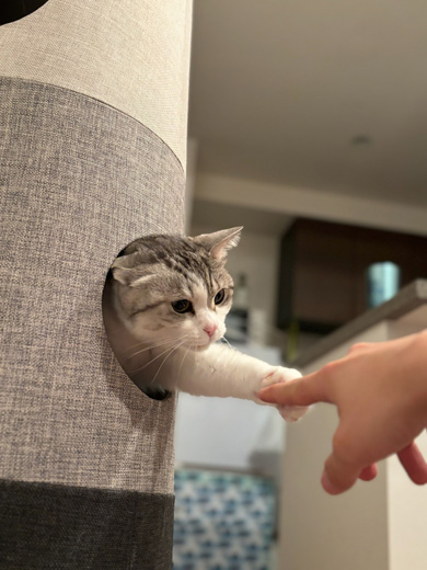 前足を出すニャンコ