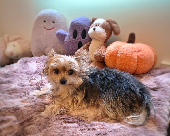 ハロウィーンのぬいぐるみとワンコ